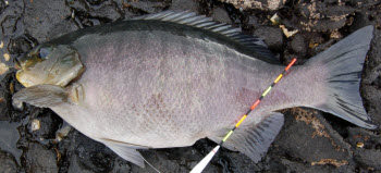 Fishing Parore